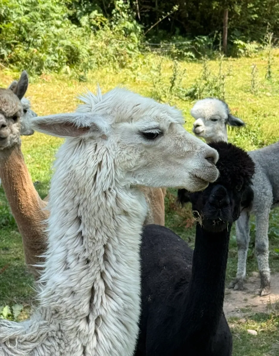Quality Alpacas for sale - Image 3