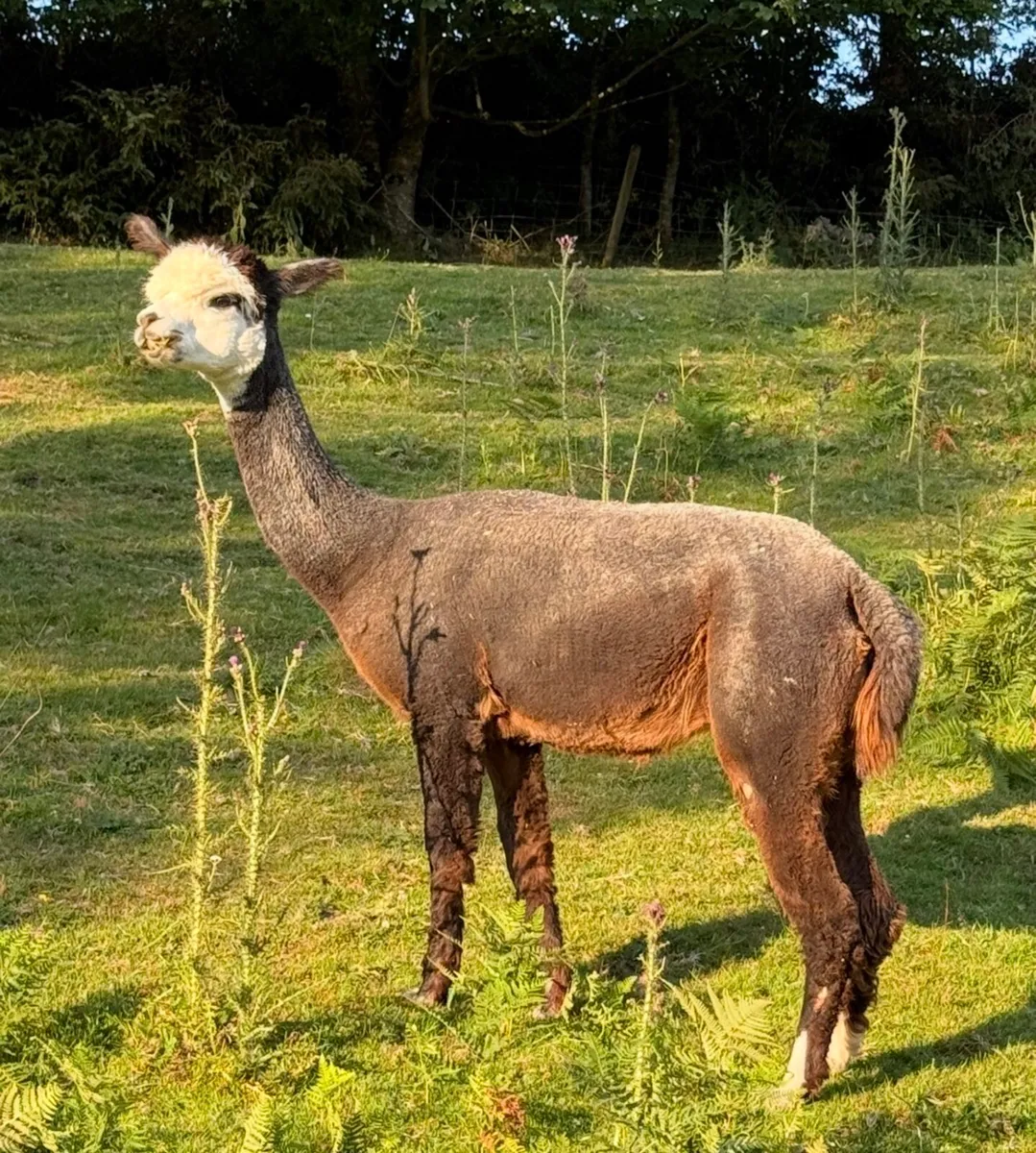 Quality Alpacas for sale - Image 4