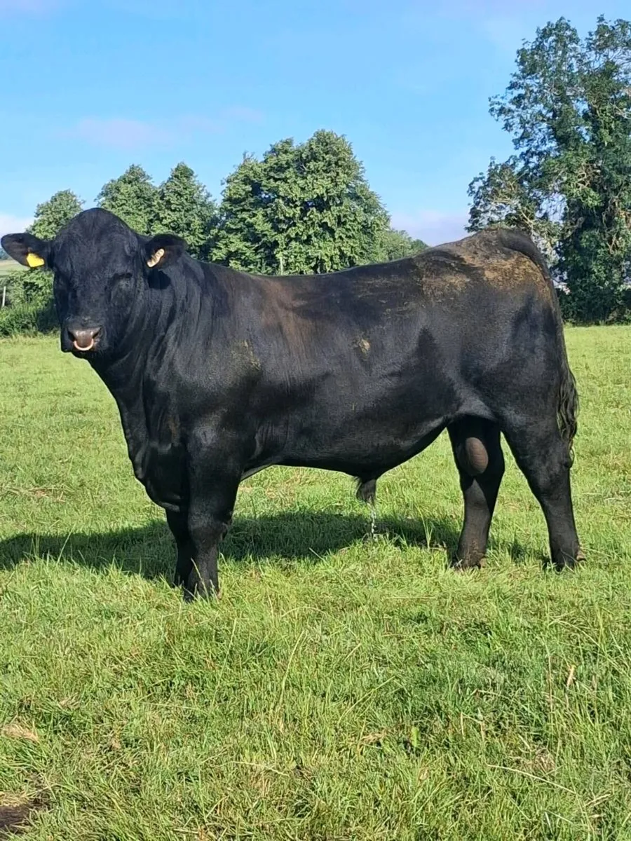 PBR Angus Bull - Image 1