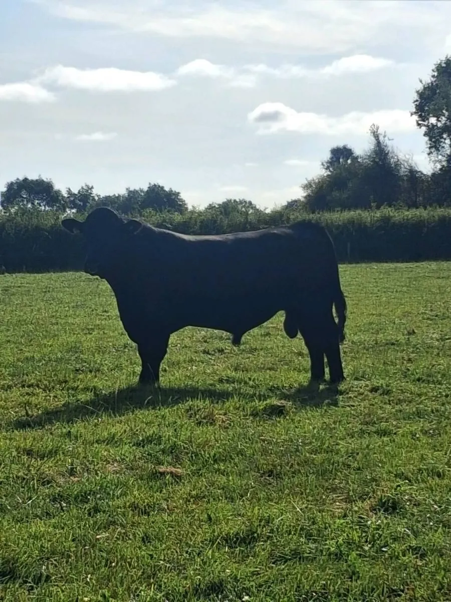 PBR Angus Bull - Image 2