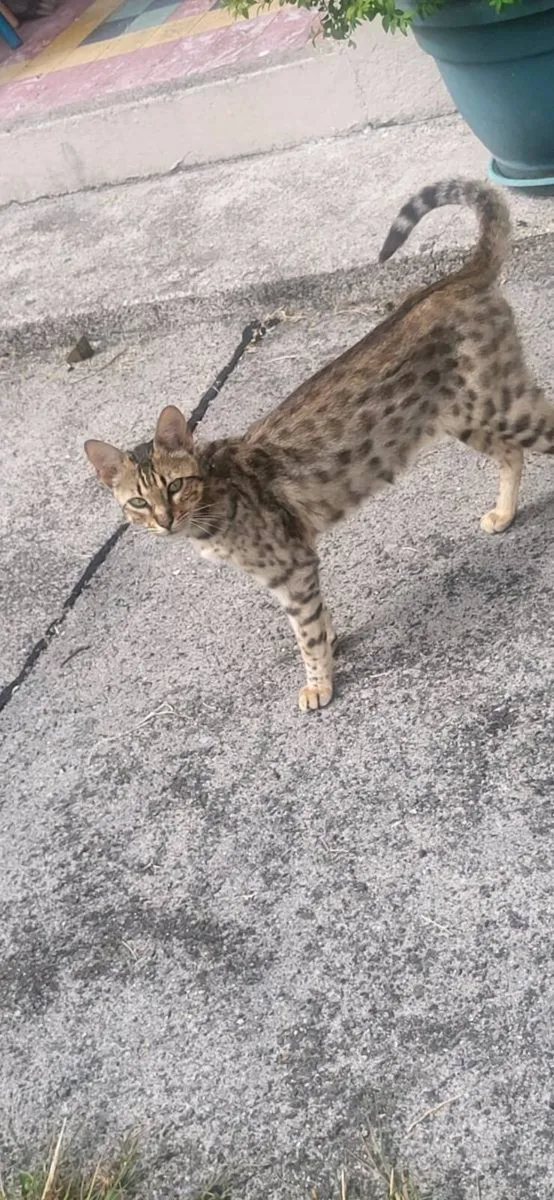 Kitten's - Image 1
