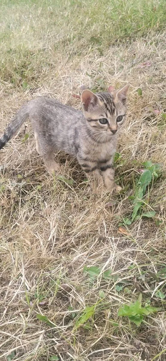 Kitten's - Image 2