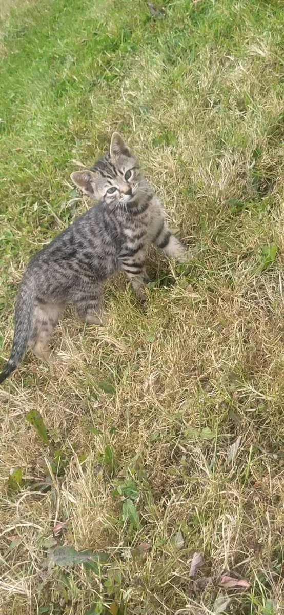 Kitten's - Image 3