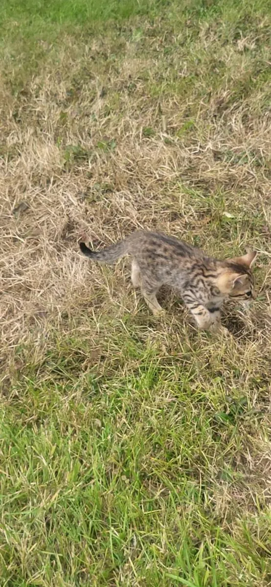 Kitten's - Image 4