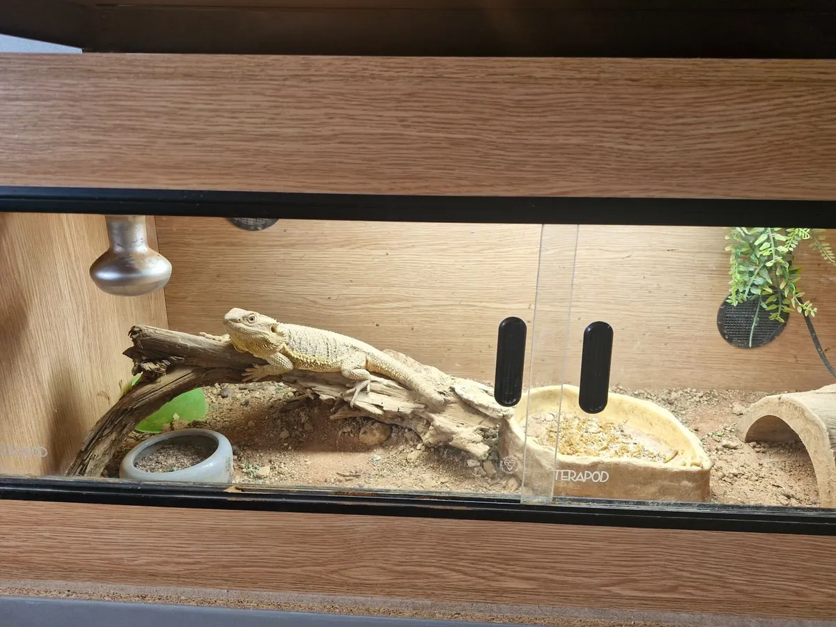 Bearded dragons 250 euro each - Image 1