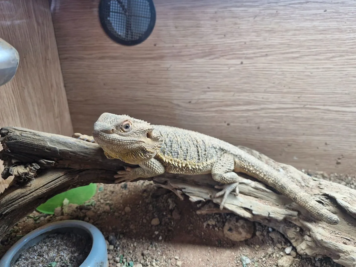 Bearded dragons 250 euro each - Image 2