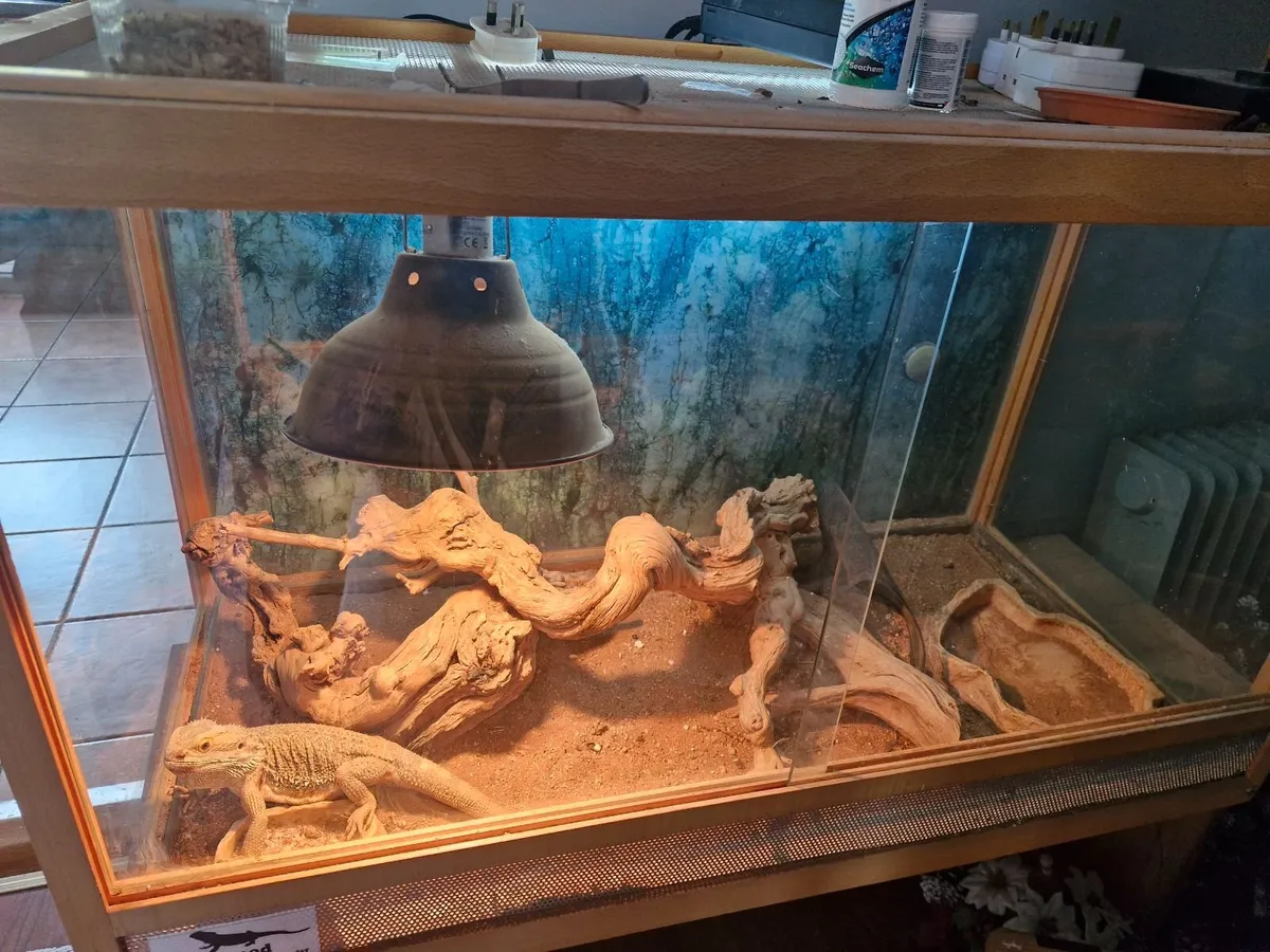 Bearded dragons 250 euro each - Image 3