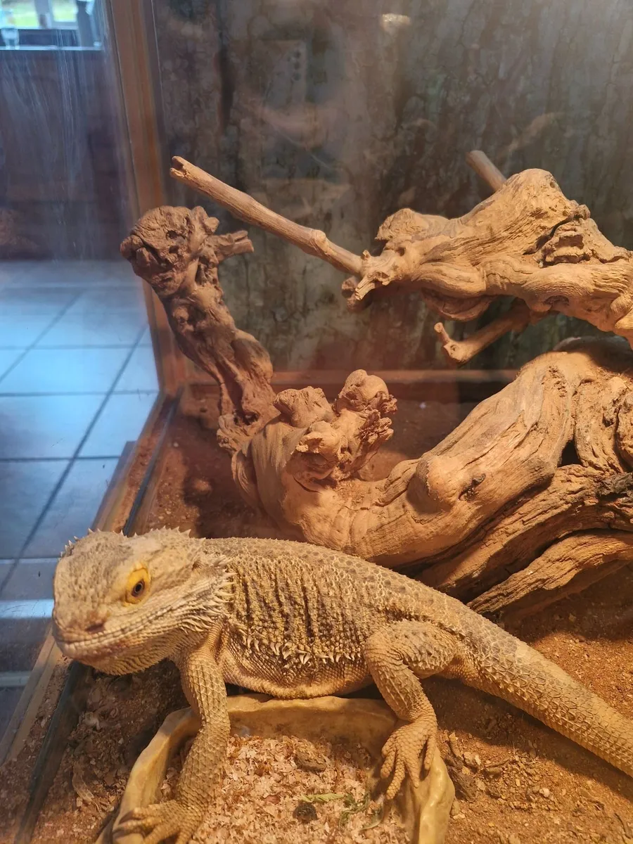 Bearded dragons 250 euro each - Image 4