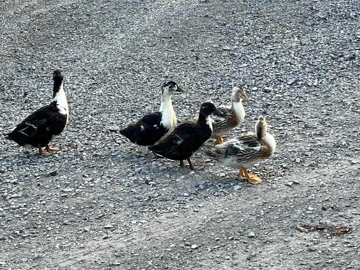 Ducklings - Image 2