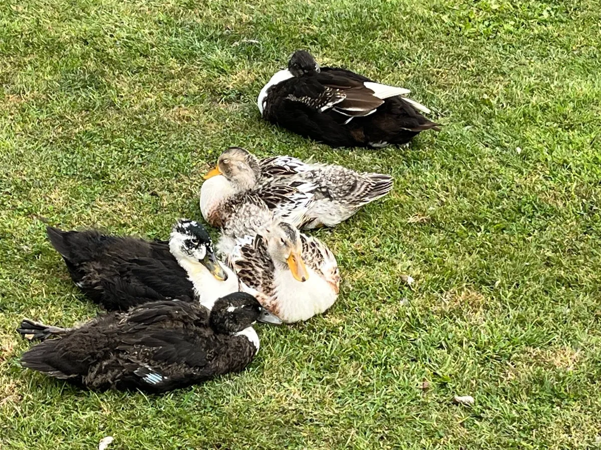Ducklings - Image 3