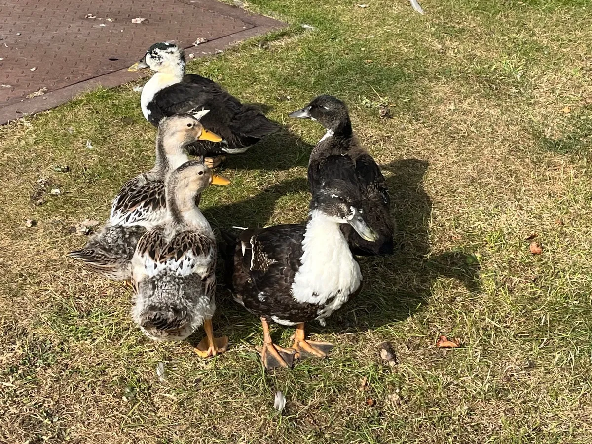 Ducklings - Image 4
