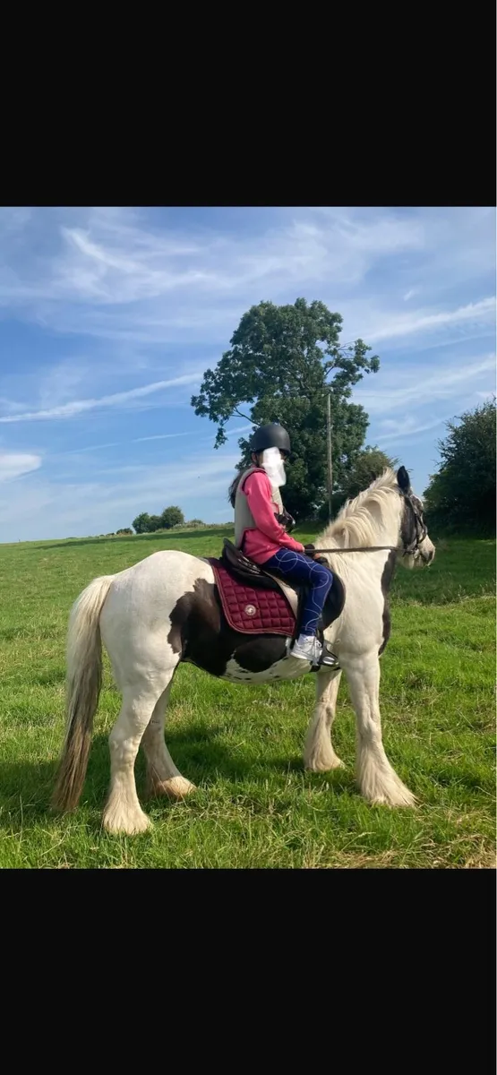 Beginners Pony - Image 1
