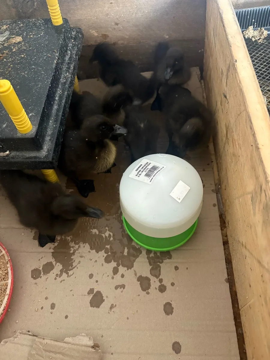 Cayuga ducklings - Image 2