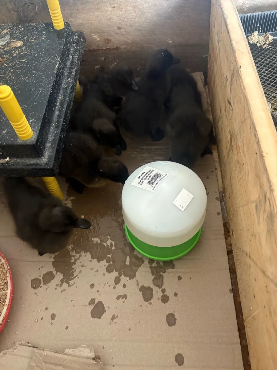 Cayuga ducklings - Image 3