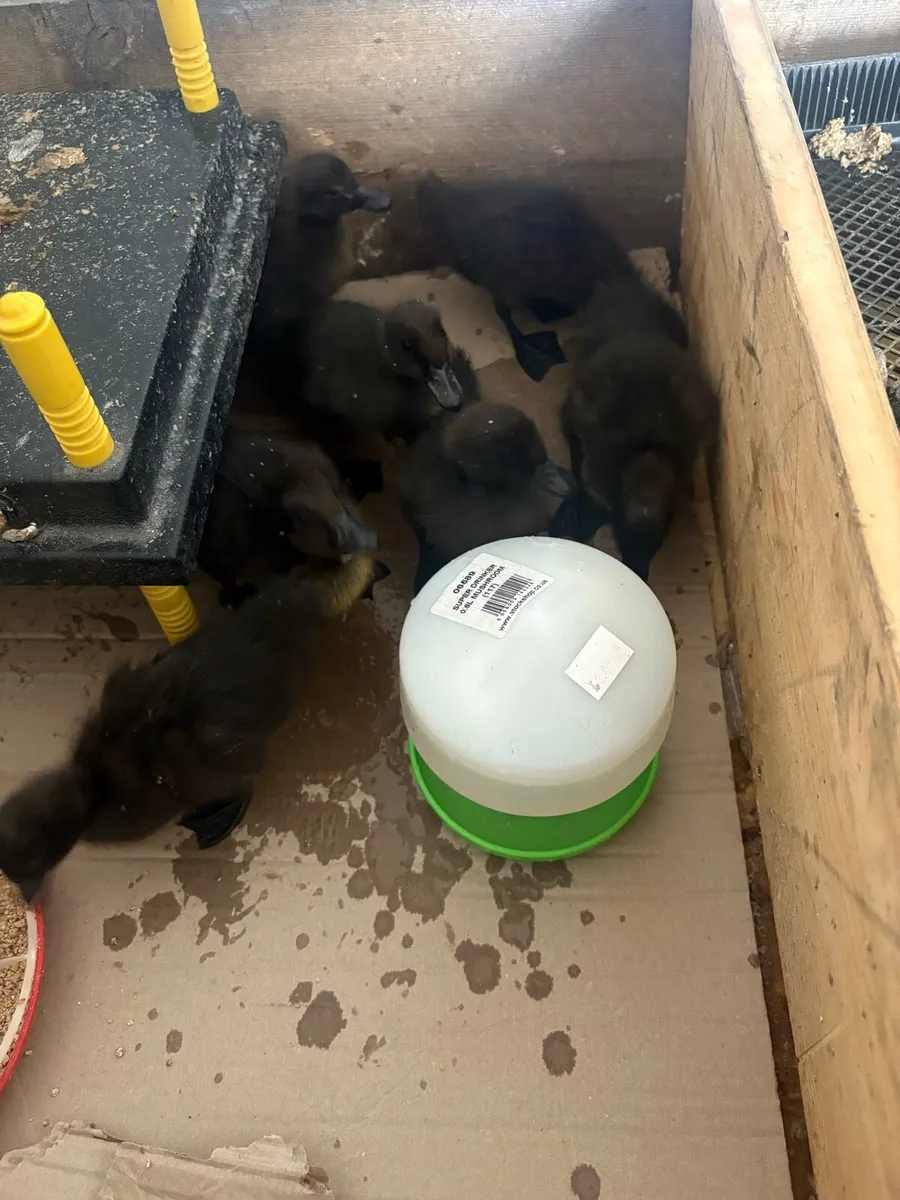 Cayuga ducklings - Image 4
