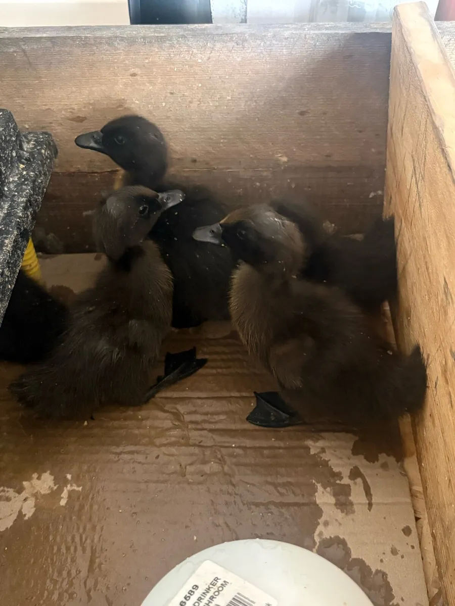 Cayuga ducklings - Image 1