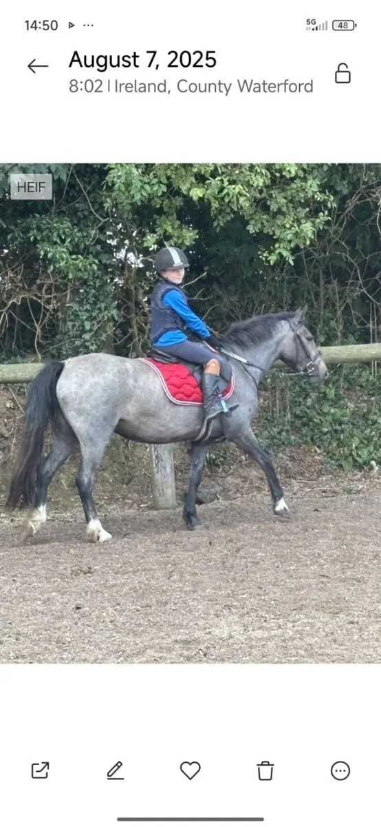 12.2 pony - Image 3