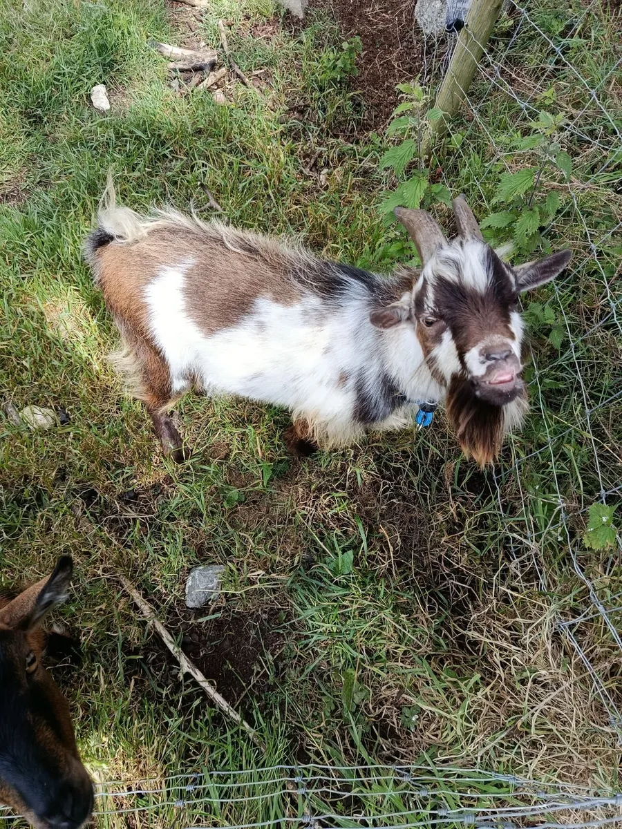 Pygmy goat - Image 1