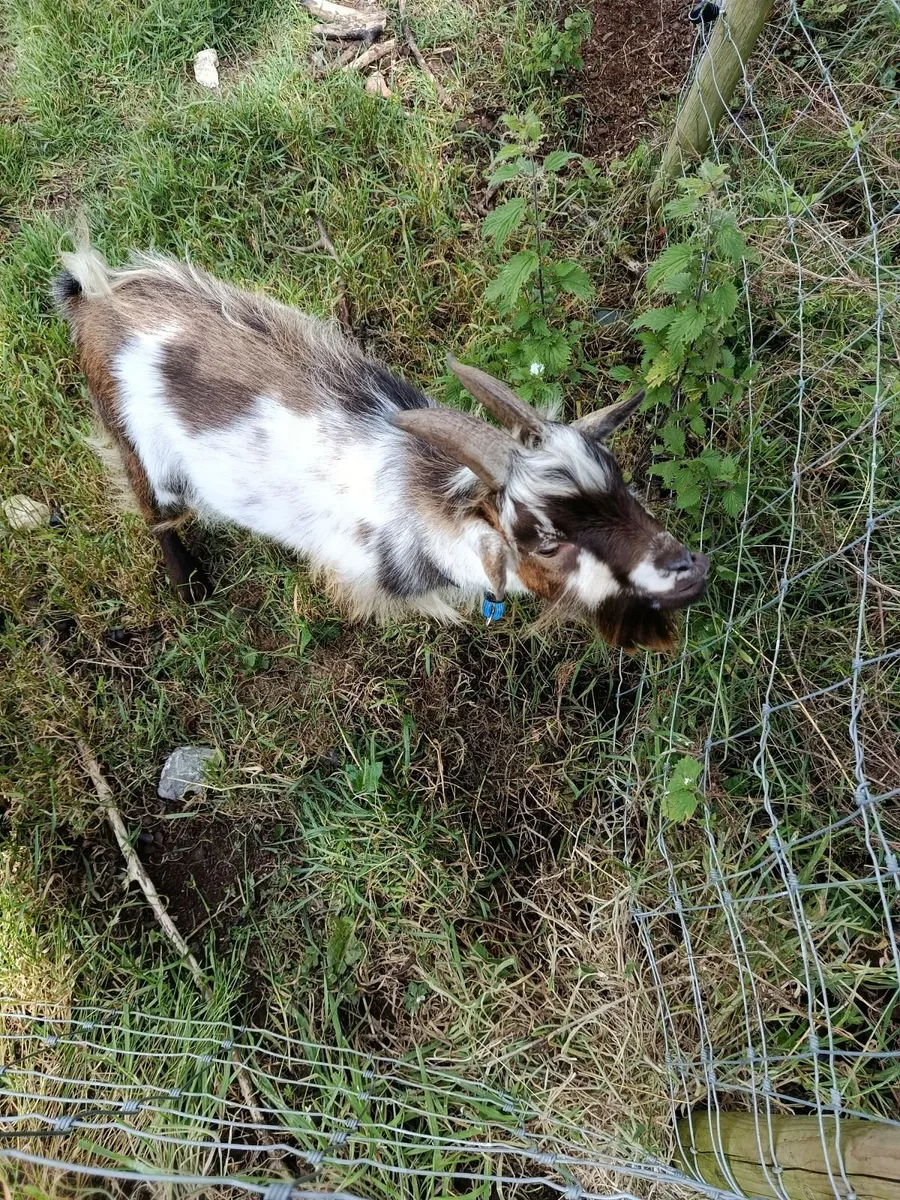 Pygmy goat - Image 2