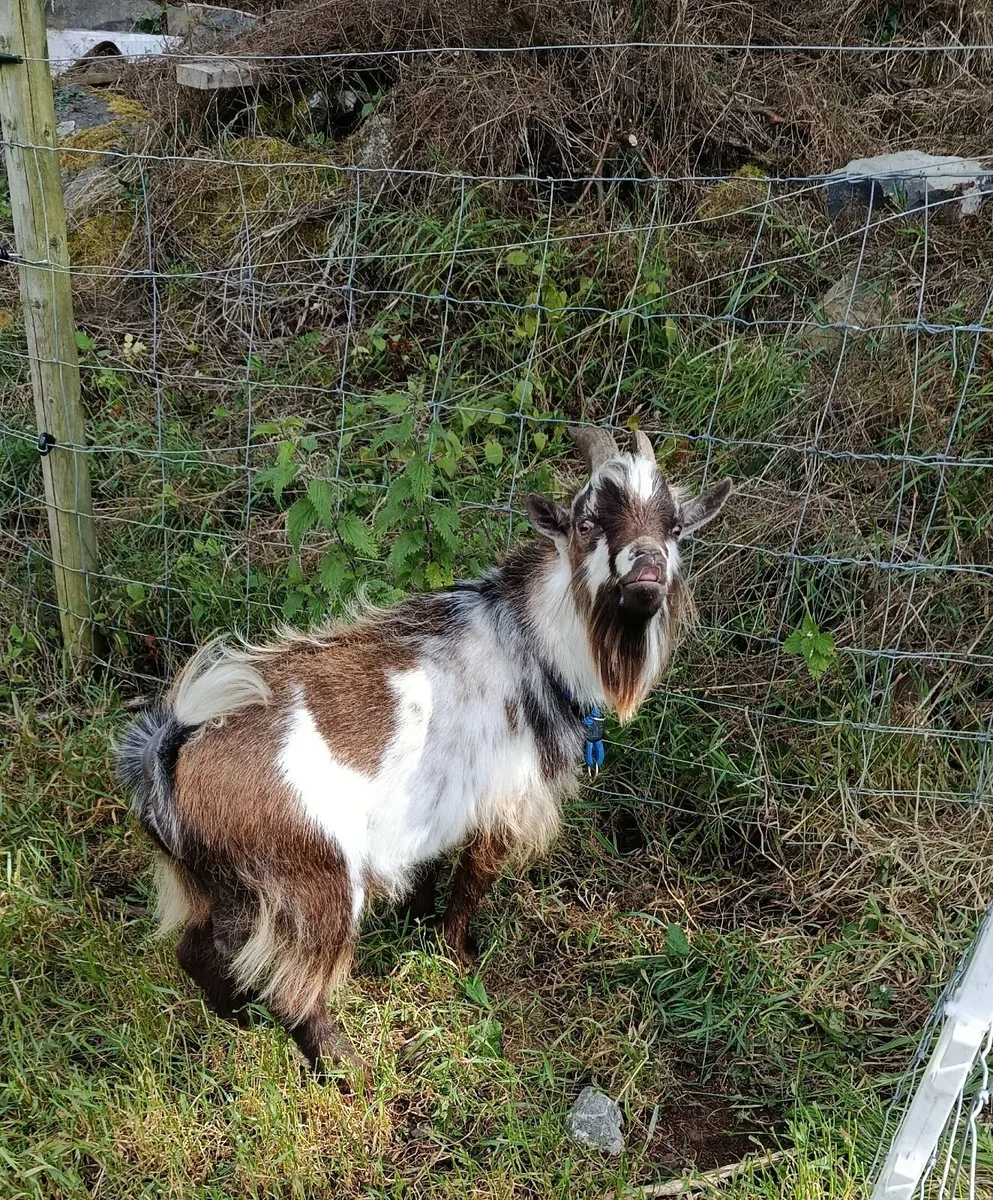 Pygmy goat - Image 3