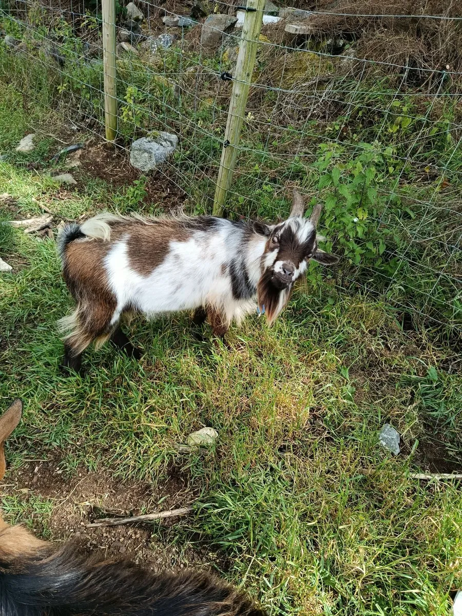 Pygmy goat - Image 4