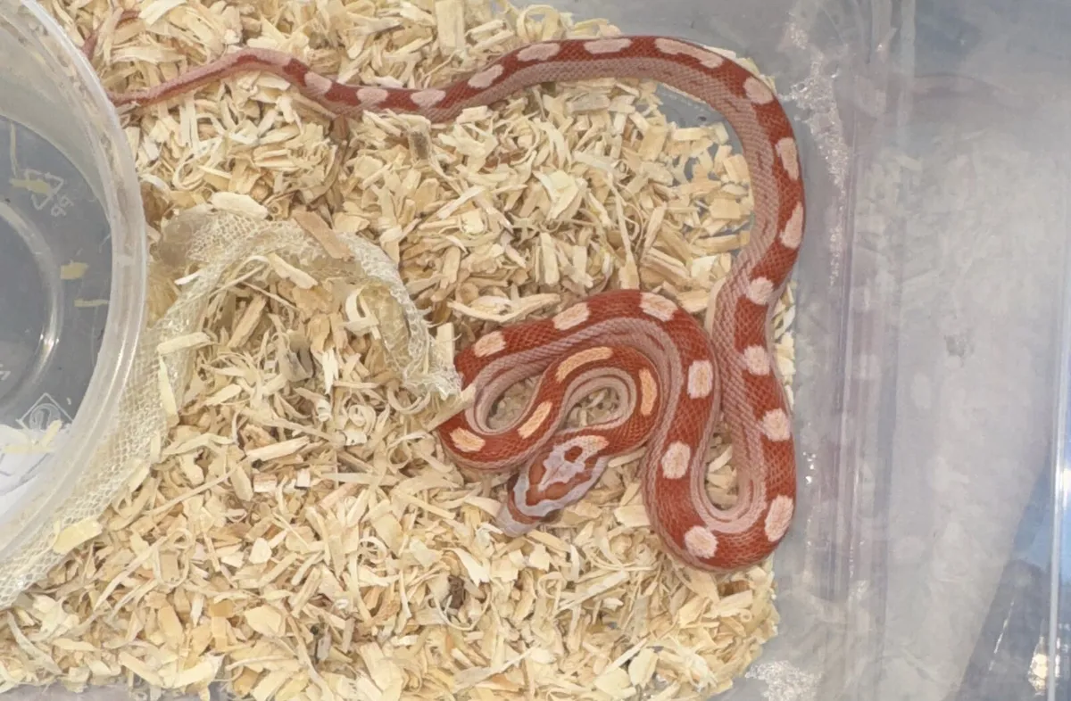 Corn snake baby - Image 1