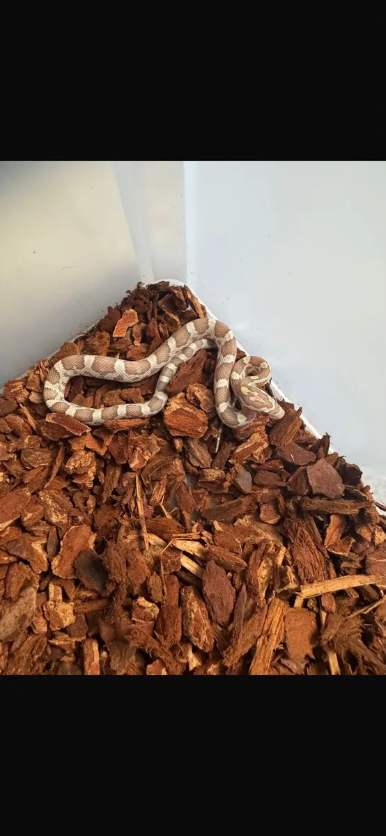 Corn snake baby - Image 2
