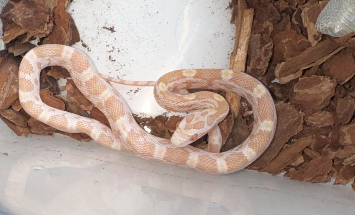 Corn snake baby - Image 3