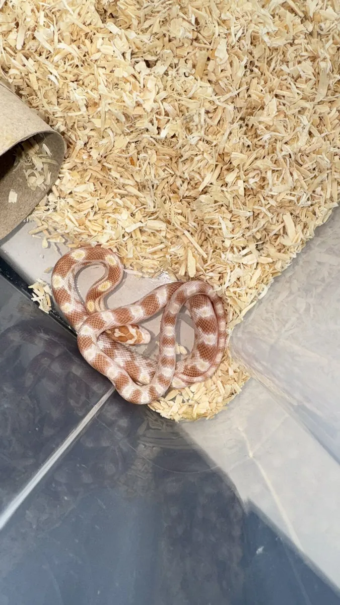 Corn snake baby - Image 4