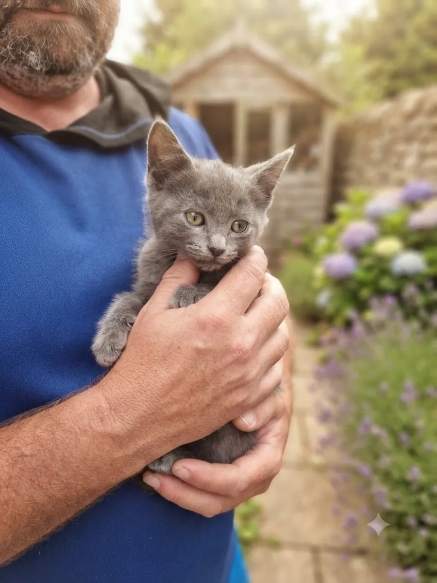 British Shorthair Magnificent Blue ghost Tabby - Image 1