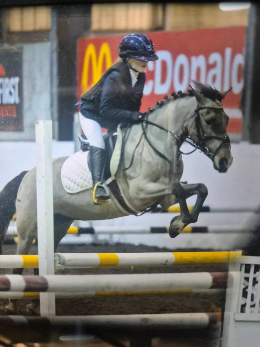 12.2 pony - Image 4