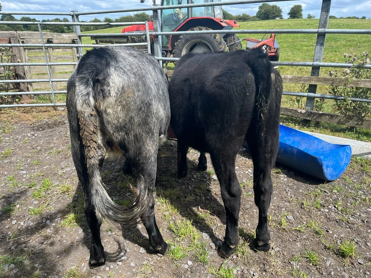 Heifers - Image 1