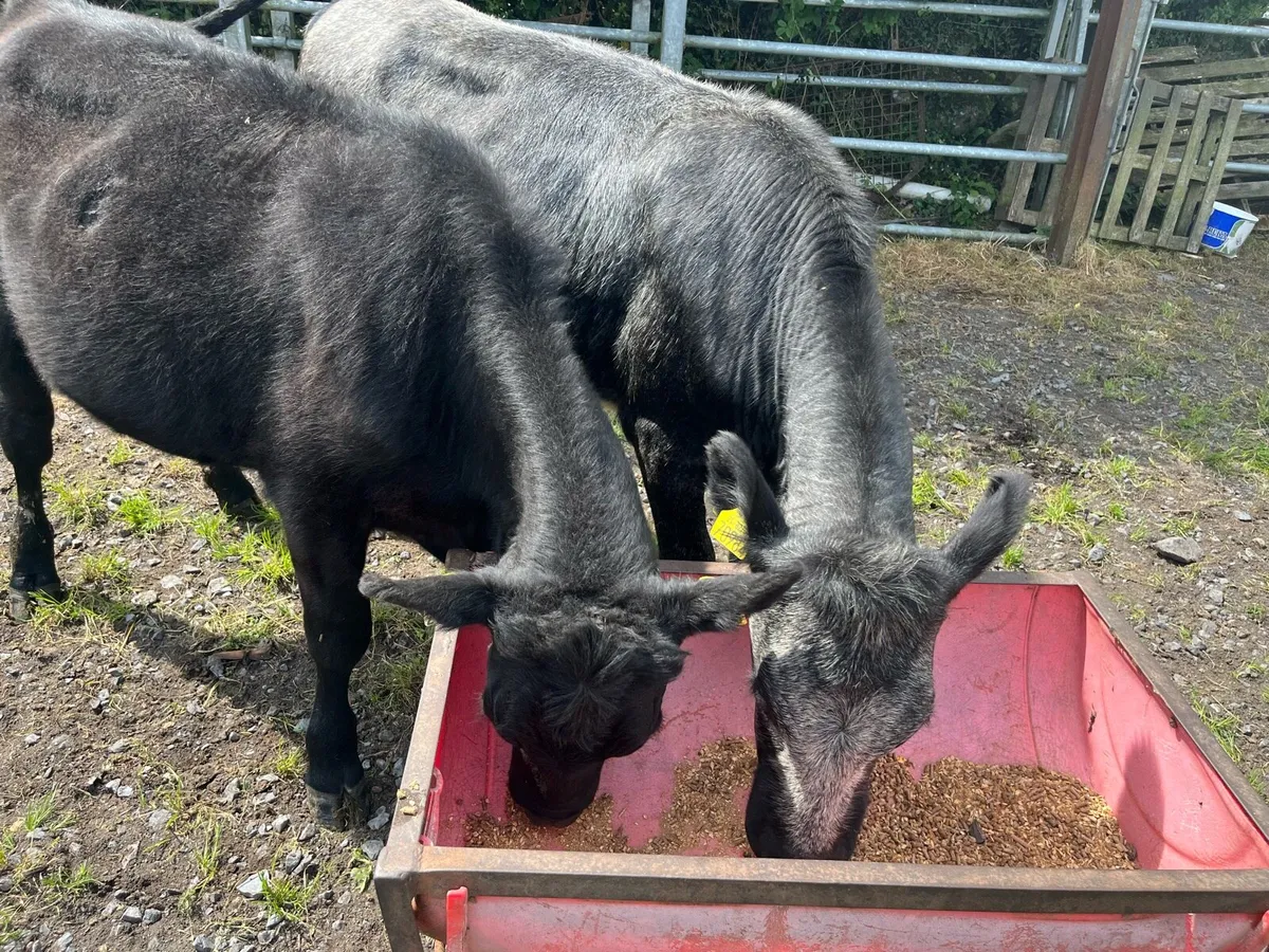 Heifers - Image 2