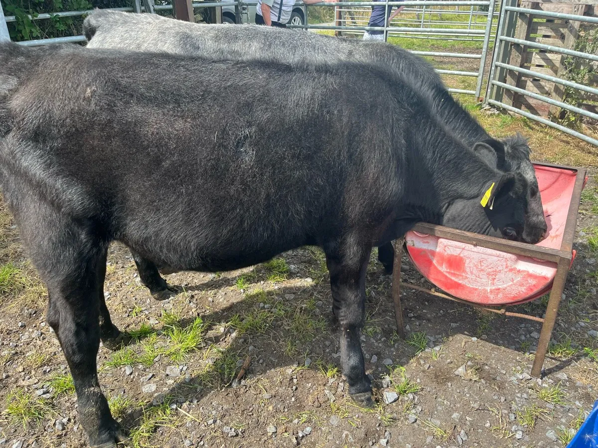 Heifers - Image 3