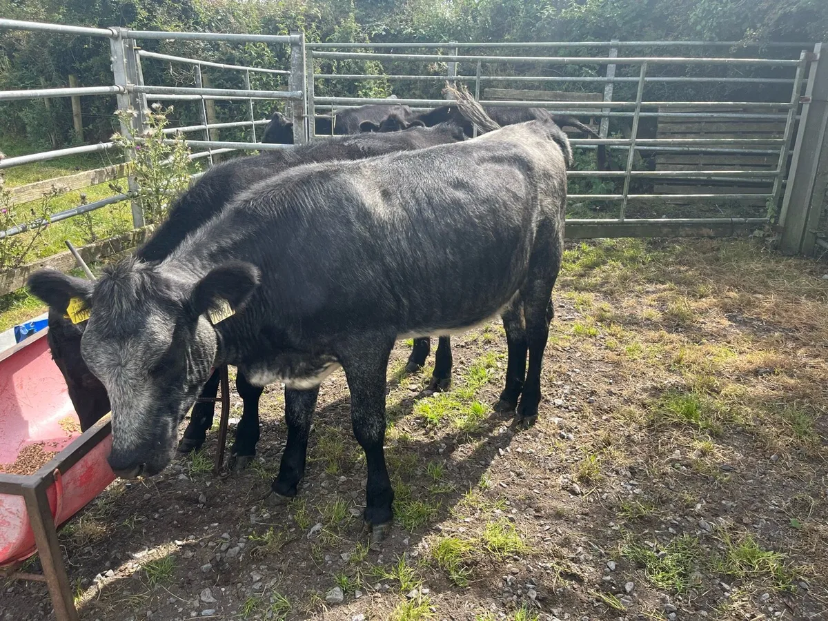 Heifers - Image 4