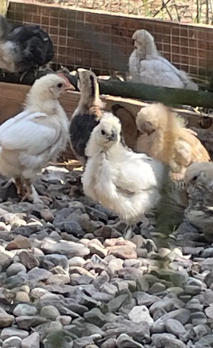 Beautiful Chicks, Muscovy ducklings, - Image 2