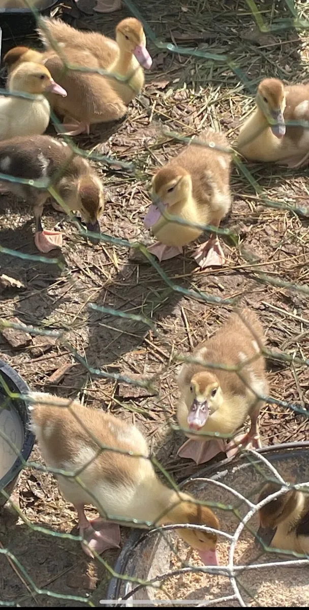 Beautiful Chicks, Muscovy ducklings, - Image 1