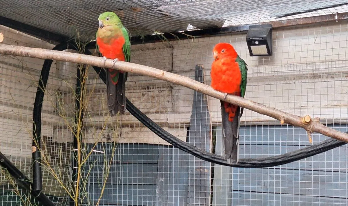 Australian King Parrot Pair