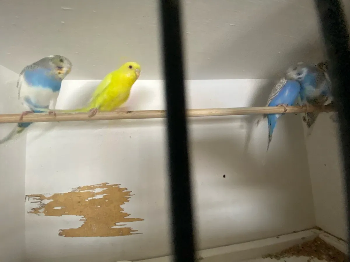 Budgie/ quail - Image 3
