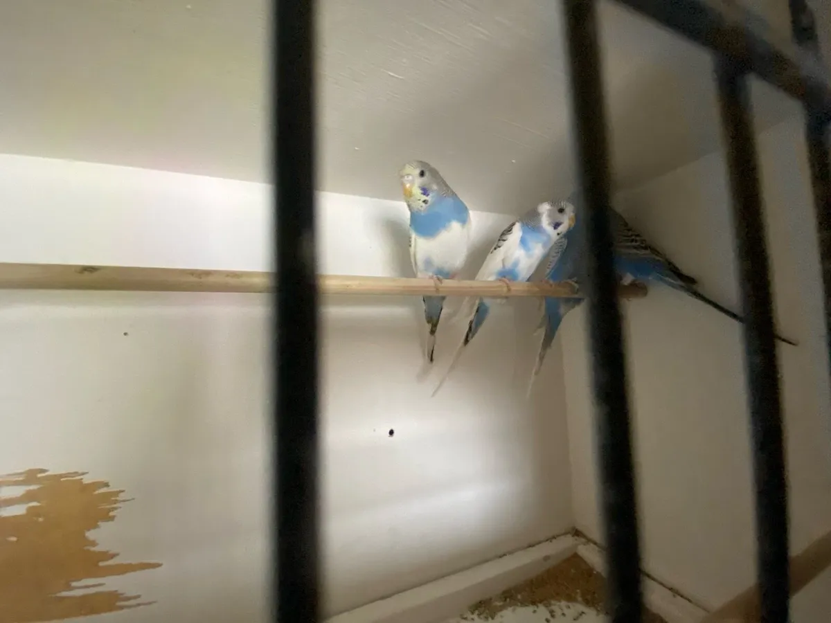 Budgie/ quail - Image 4