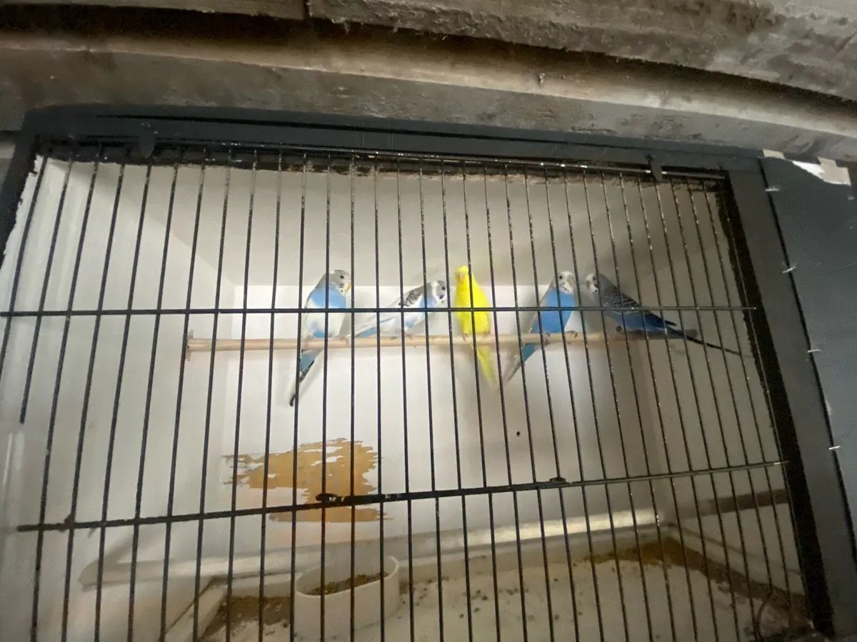 Budgie/ quail - Image 2