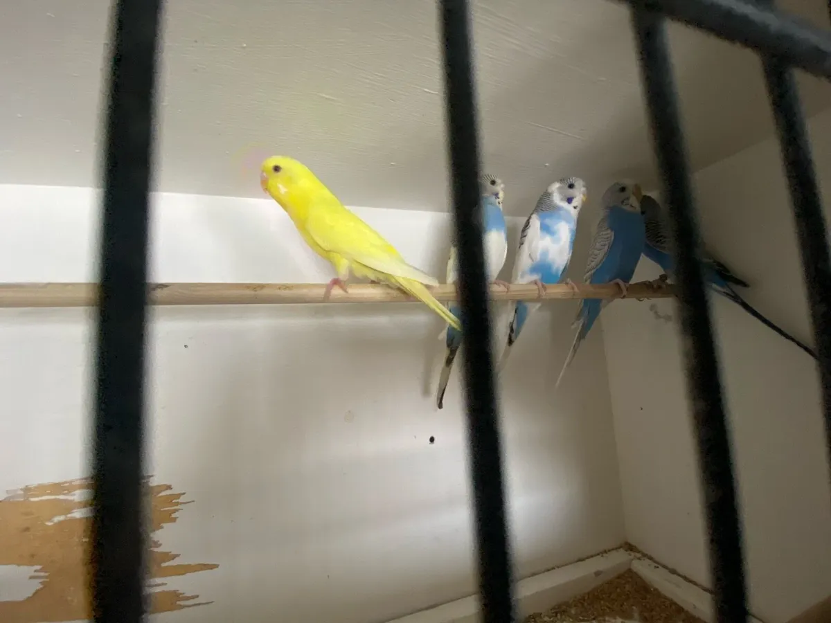 Budgie/ quail - Image 1