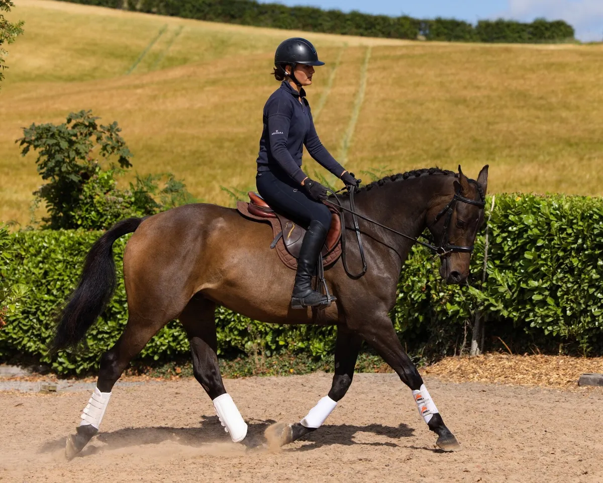 15.2 4yo gelding - Image 3