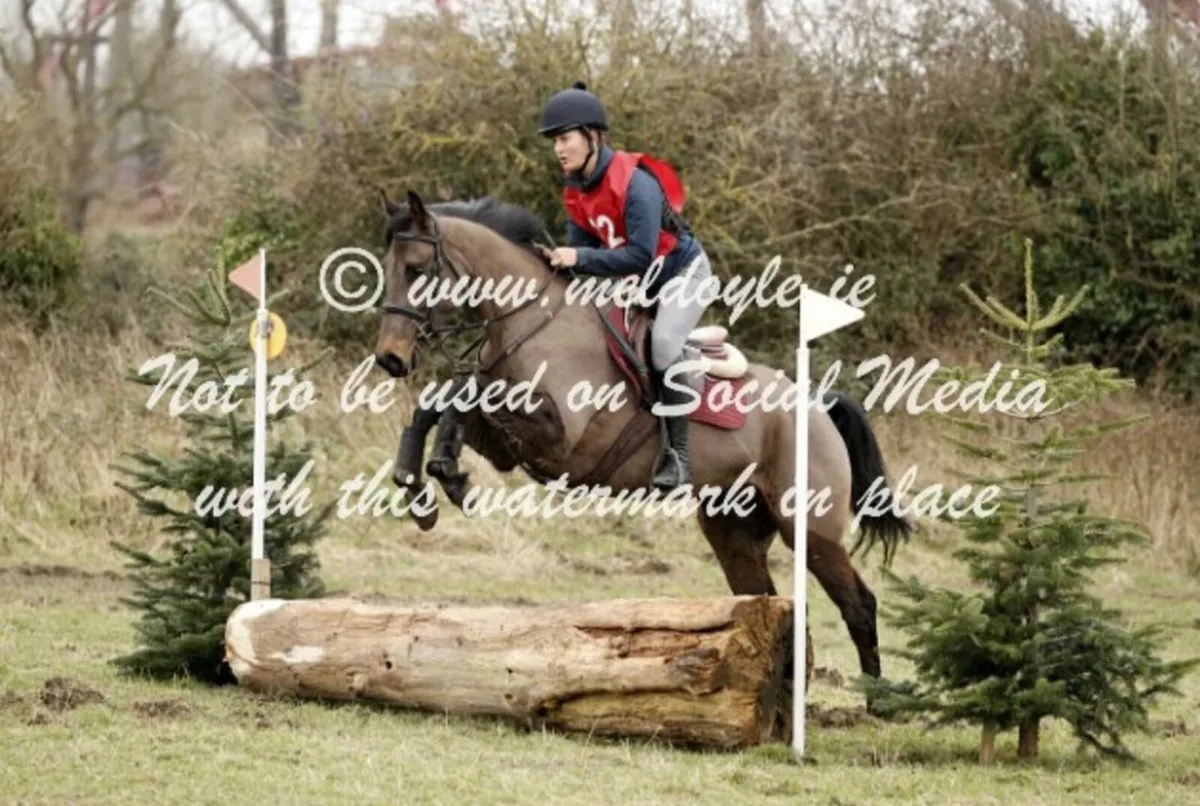 15.2 4yo gelding - Image 4
