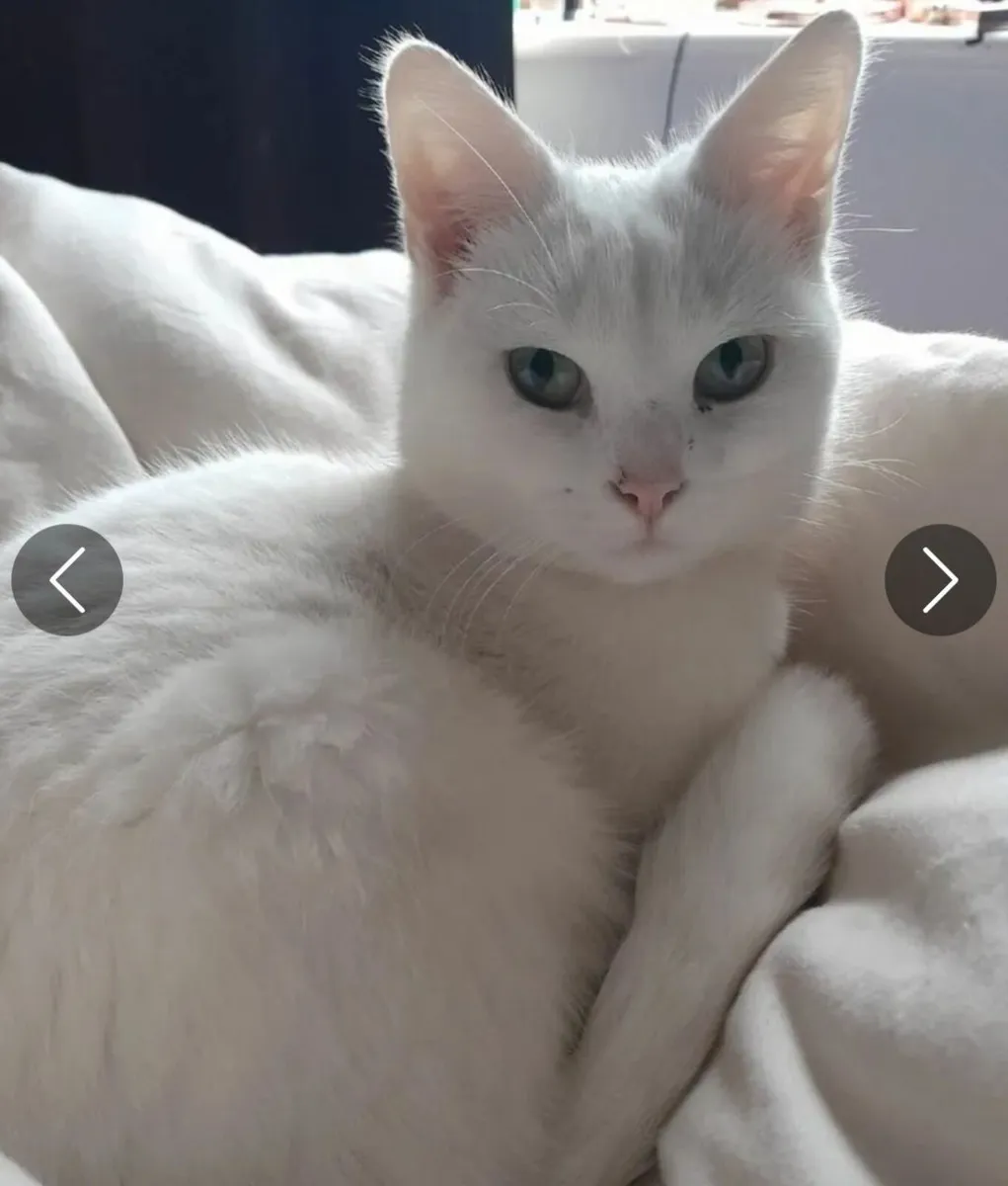 Kittens - Image 2