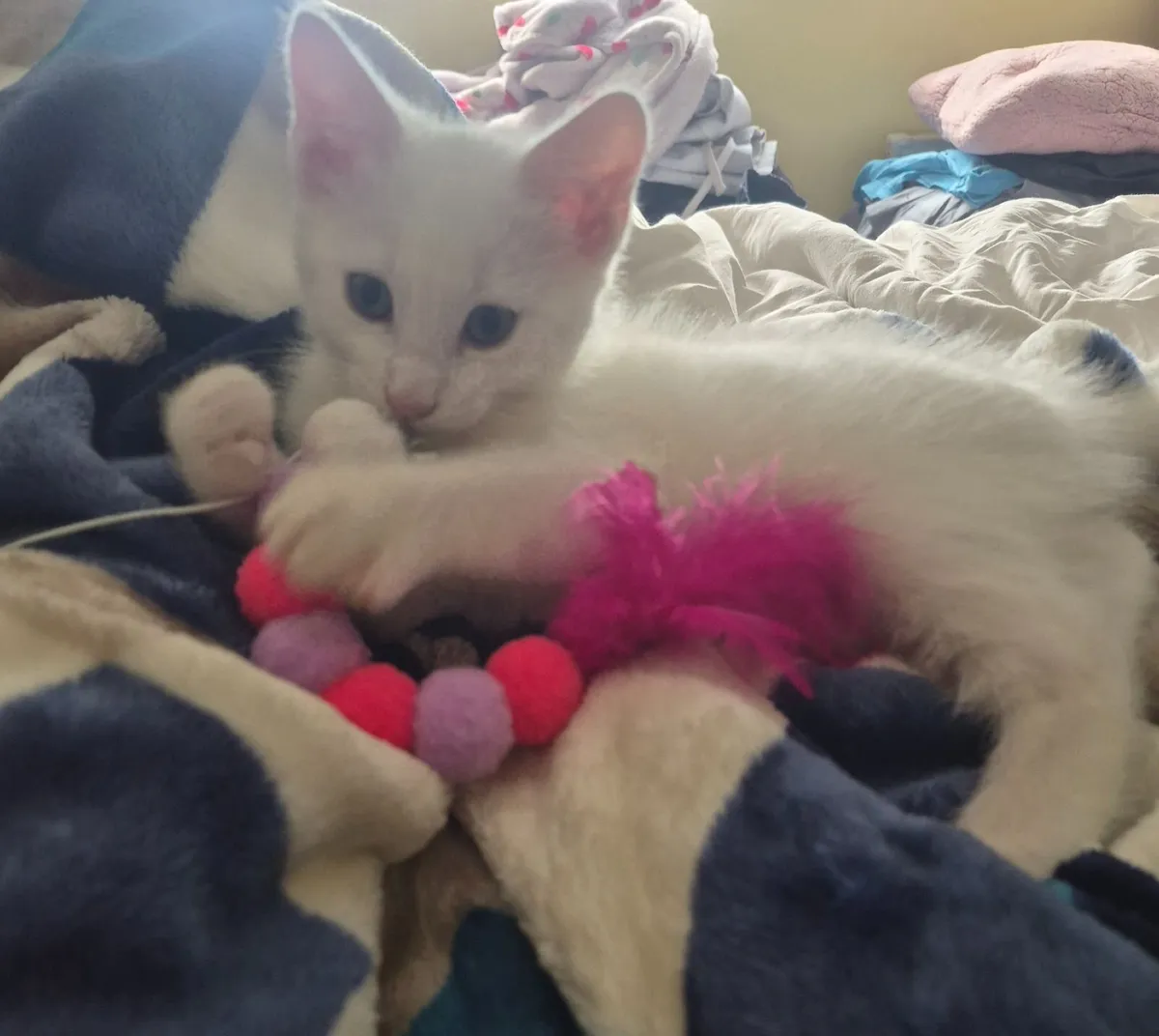 Kittens - Image 3