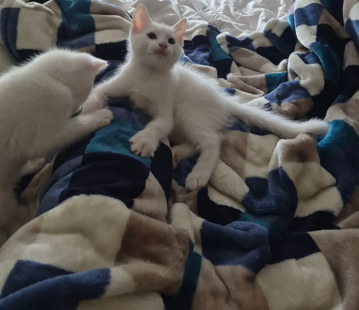 Kittens - Image 1