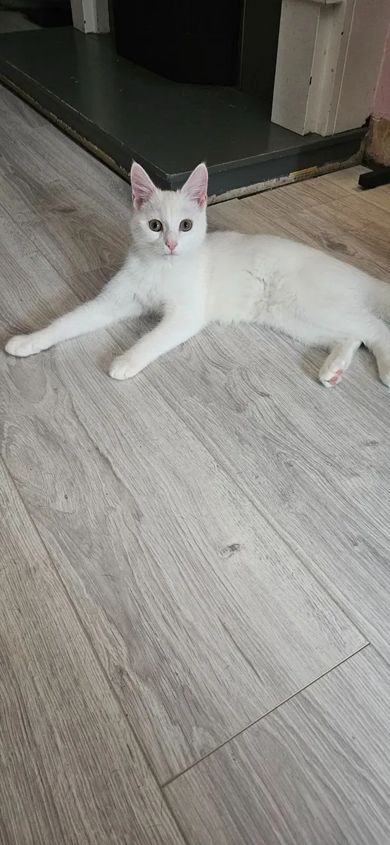 Kittens - Image 4