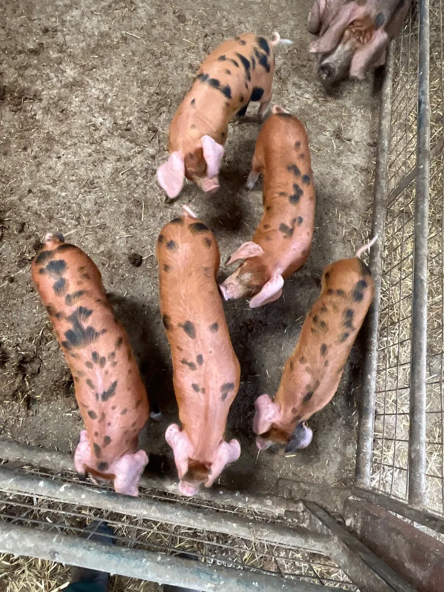 Oxford Sandy & Black Boar, Gilt, Weaners - Image 1