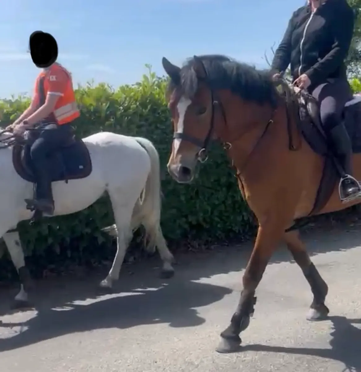 Stunning Gelding - Image 1
